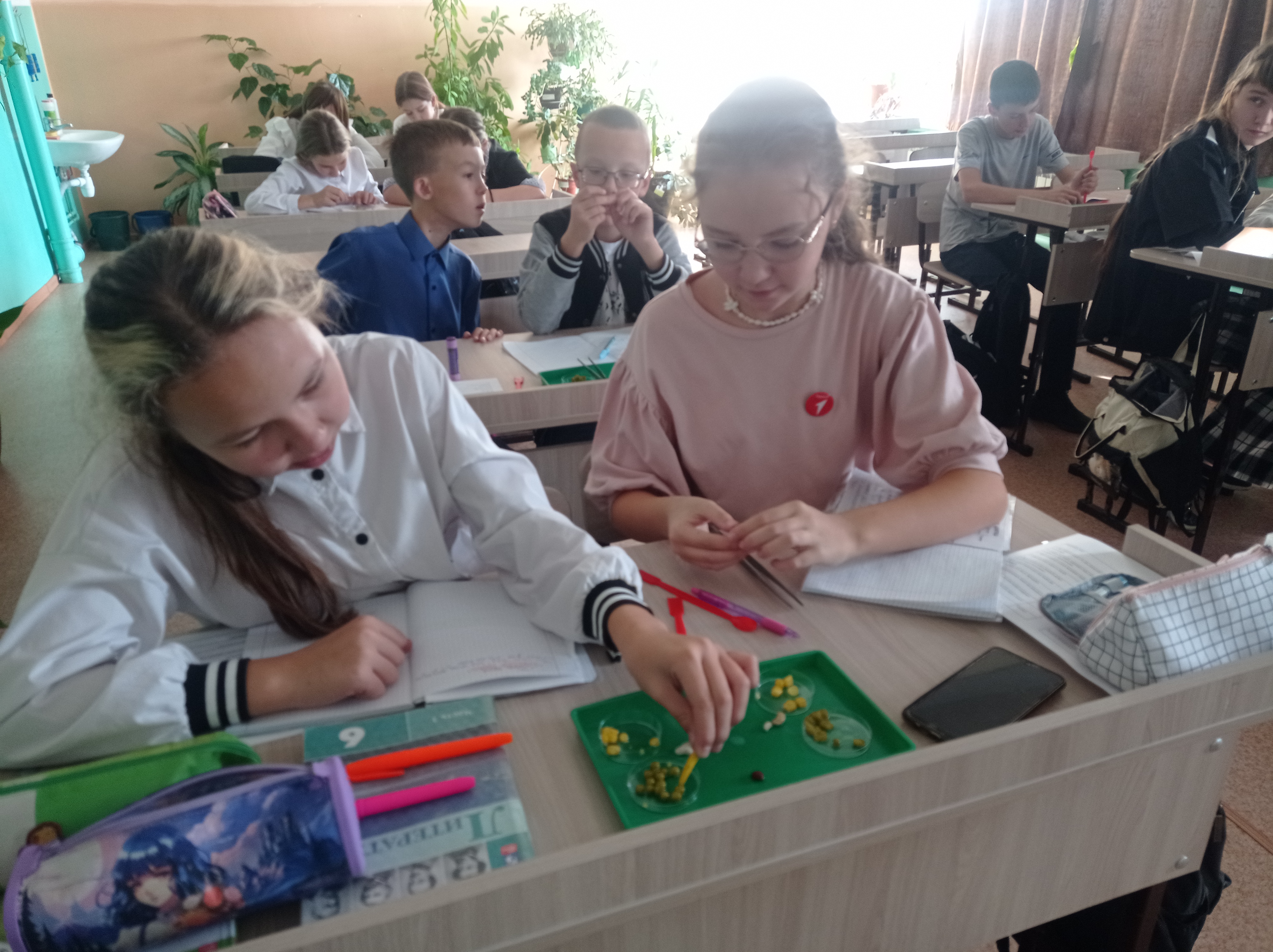 Лабораторная работа в 6 классе «Строение семян однодольных и двудольных»..